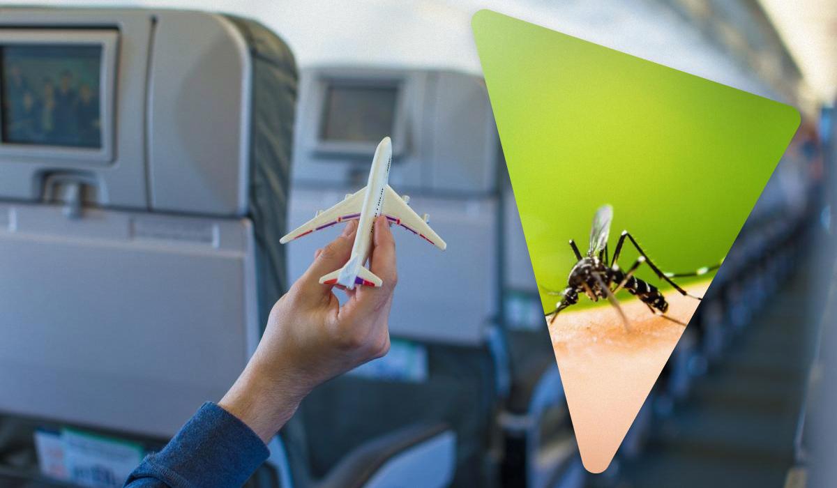 Салон літака Volaris був "захоплений" зграєю комарів / колаж УНІАН, фото ua.depositphotos.com Салон літака Volaris був "захоплений" зграєю комарів / колаж УНІАН, фото ua.depositphotos.com