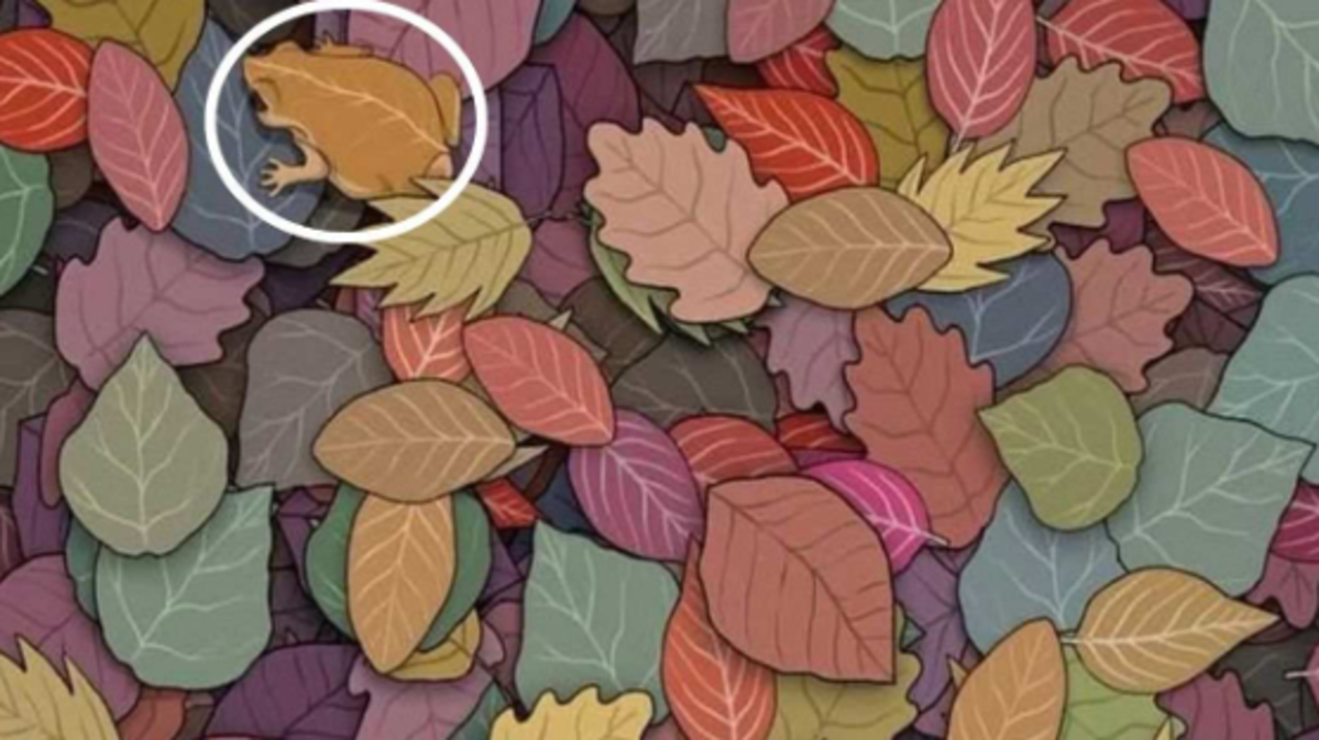 Жаба знаходиться у верхній частині оптичної ілюзії / малюнок jagranjosh.com Жаба знаходиться у верхній частині оптичної ілюзії / малюнок jagranjosh.com