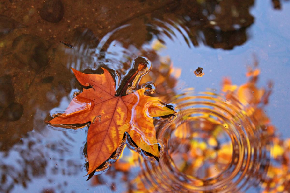 Зараз все ж осінь більш-менш вступає у свої права / фото pixabay.com