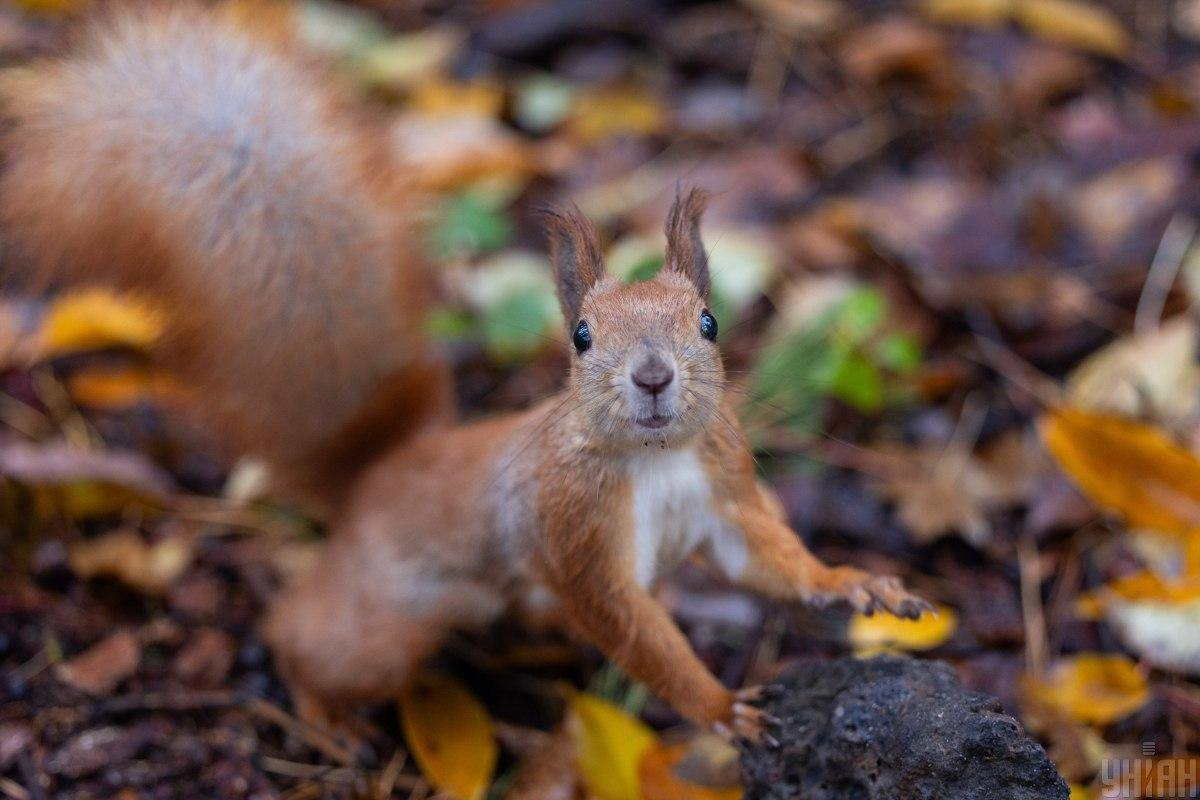 Початок листопада в Україні буде прохолодним / фото УНІАН Початок листопада в Україні буде прохолодним / фото УНІАН