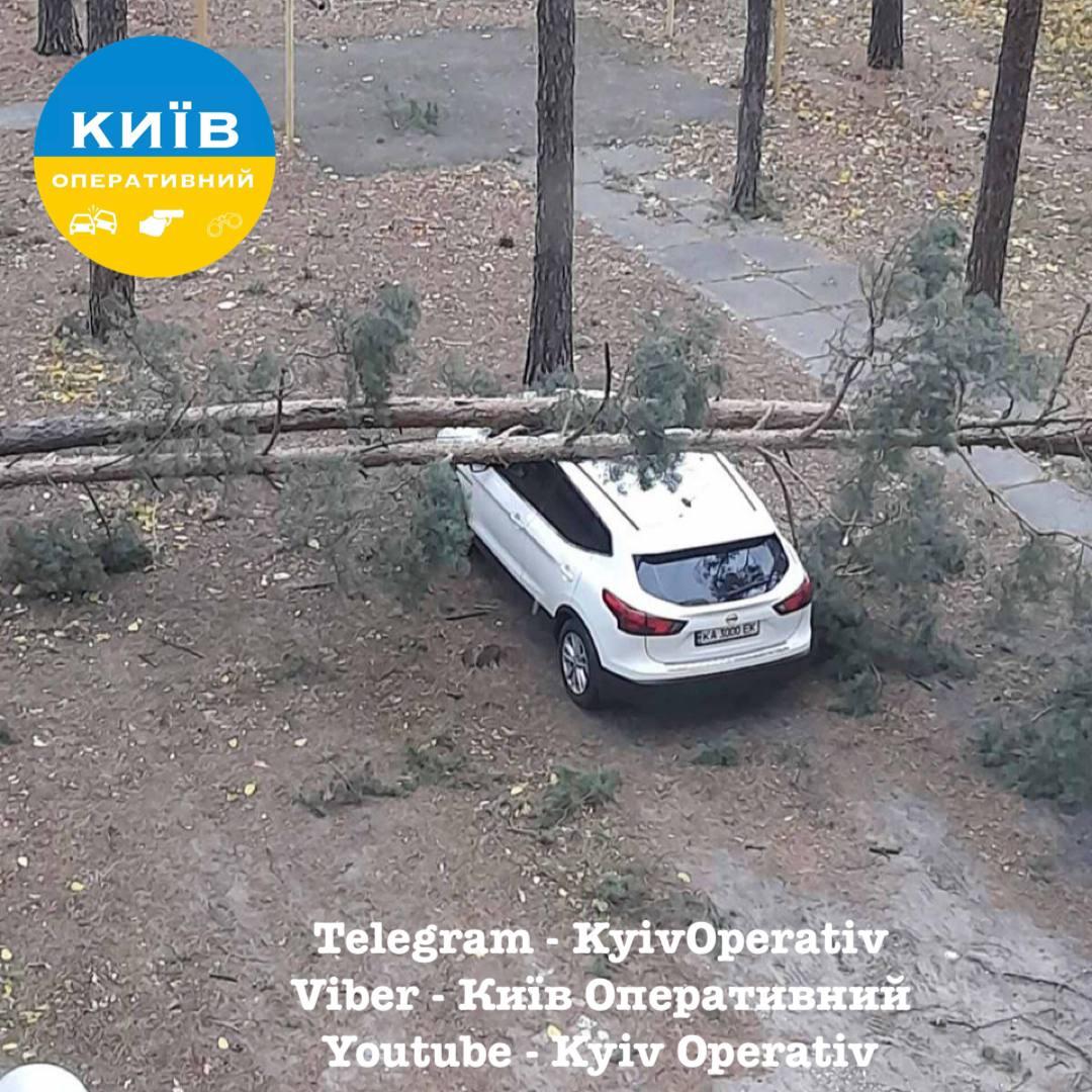 В Киеве деревья падают на автомобили / фото "Киев оперативный" В Киеве деревья падают на автомобили / фото "Киев оперативный"