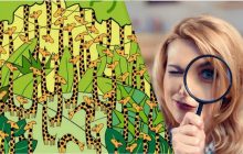 Лише люди з високим IQ знайдуть змію серед жирафів за 11 секунд на цій оптичній ілюзії