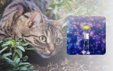 Що робити, щоб коти не гадили в саду: експерт назвав простий натуральний спосіб