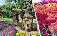 "Магічний сад" на Співочому полі: чим дивує нова виставка хризантем у Києві (фоторепортаж)