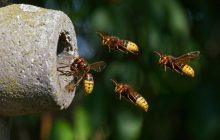 На Киевщине шершни до смерти закусали мужчину (фото)