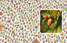 Только 1% людей могут увидеть желудь за 11 секунд: оптическая иллюзия не для всех