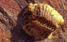 Найдены останки неизвестного существа, им может быть больше 250 миллионов лет (фото)