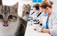 Кошки способны светиться: ученые назвали условие и возможные причины