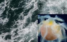 В океане нашли таинственное морское существо: сотни ученых не могли его идентифицировать (фото)