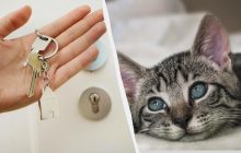 Аренда квартиры с животными: где в Украине легче всего найти жилье с домашним любимцем