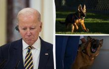 Cобаку президента США Байдена выгнали из Белого дома из-за чрезмерной агрессии