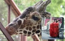 Женщина пыталась провезти фекалии жирафа в самолете: зачем она это сделала