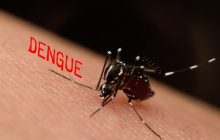 Різке збільшення кількості тигрових комарів у Європі спровокує сплеск небезпечної хвороби, - ECDC