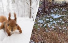 Оптическая иллюзия для людей с орлиным зрением: найдите белку среди камней за 6 секунд