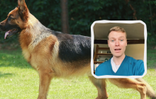 Ветеринар назвав 5 порід собак, які він ніколи не хотів би мати, і ось чому