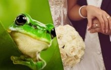 Как избавиться от нежелательных ухажеров: ученые раскрыли секрет лягушек