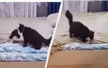 Кошка научилась бережно застилать постель своего хозяина (видео)
