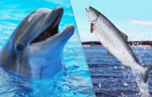 Дельфіни заводять друзів під час "бенкету" з лососем: вчені розкрили феномен у поведінці