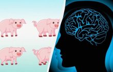 Головоломка для перевірки на геніальність: знайдіть всіх поросят за 15 секунд