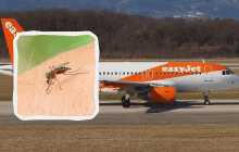 Пилота покусали комары: EasyJet разозлила пассажиров непривычной задержкой рейса