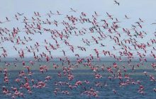 Одесщину "оккупировали" более тысячи розовых фениксов: что происходит в заповеднике