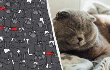 Надзвичайно складна оптична ілюзія: знайдіть чорного кота серед кажанів за 20 секунд