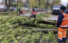 В Киеве "деревопад": ветром повалило или повредило почти 600 деревьев (фото)