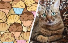 Только настоящий гений найдет кота среди капкейков за 8 секунд: очень сложная оптическая иллюзия