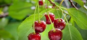 Как подготовить вишни к зиме, чтобы собрать большой урожай: садоводы раскрыли секреты