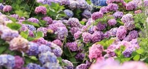 Колишній садівник короля порадив, як зробити гортензії яскравішими