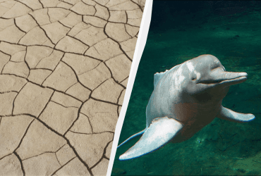 В Бразилии начался массовый мор дельфинов в перегретом из-за жары озере