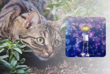 Как отвадить кошек гадить в саду: эксперт назвал простой натуральный способ