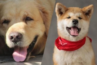 Что характер собаки может сказать о ее владельце: раскрыт секрет