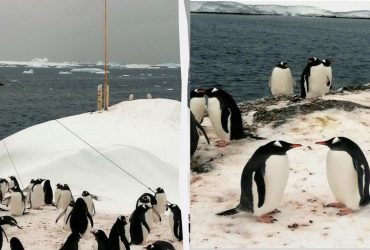 В Антарктике сотни пингвинов оккупировали украинскую метеостанцию (фото)