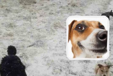 Коварная оптическая иллюзия: попробуйте найти собаку на снегу