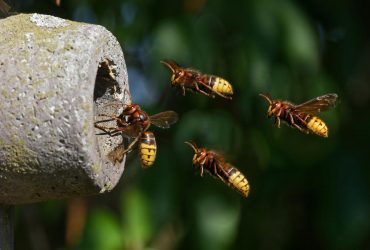 На Киевщине шершни до смерти закусали мужчину (фото)