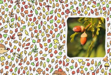 Только 1% людей могут увидеть желудь за 11 секунд: оптическая иллюзия не для всех