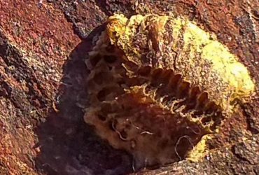 Найдены останки неизвестного существа, им может быть больше 250 миллионов лет (фото)