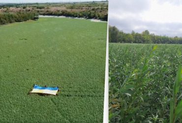 Стремительно превращается в лес: эколог рассказал, что происходит с Каховским водохранилищем