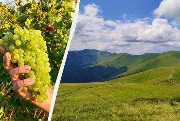 Виноградное Закарпатье: где можно насладиться уникальными винами (18+)