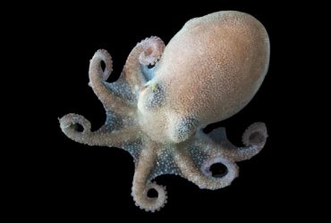 Антарктичні восьминоги не замерзають у найхолоднішому океані: вчені розкрили секрет