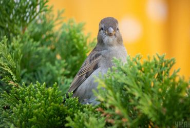 В среду в Украину ворвется долгожданное потепление: где повысится температура (карта)