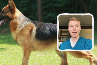 Ветеринар назвал 5 пород собак, которые он никогда не хотел бы иметь, и вот почему