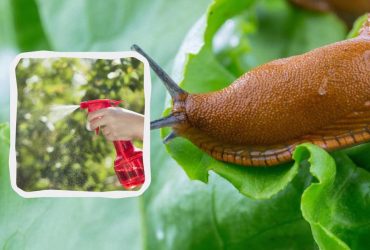 Спрей з двох інгредієнтів прожене слимаків з городу: копійчаний рецепт