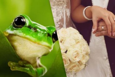 Как избавиться от нежелательных ухажеров: ученые раскрыли секрет лягушек