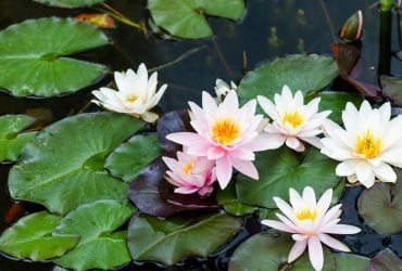 Ученые выяснили, как майя боролись с водным кризисом: нам есть чему поучиться