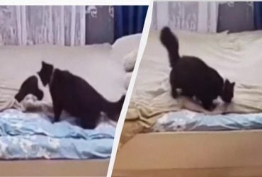 Кішка навчилася дбайливо застеляти ліжко свого господаря (відео)