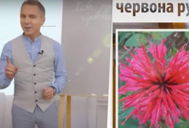 Чому рута червона: Авраменко вказав на мовну помилку у відомій пісні (відео)