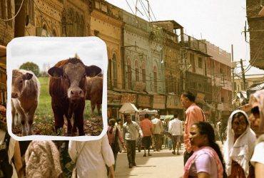 Чому корови в Індії священні, і як карають за їхнє вбивство