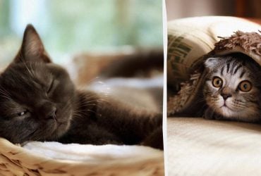 Не завжди від задоволення: чому кіт муркоче, як трактор, насправді